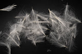 Nature's Spirit Cul de Canard (CDC) Feathers